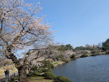 新宿御苑に投稿された画像（2026/3/28）