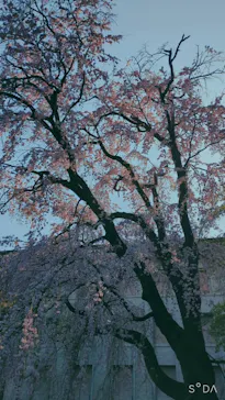 東京国立博物館に投稿された画像（2026/3/28）
