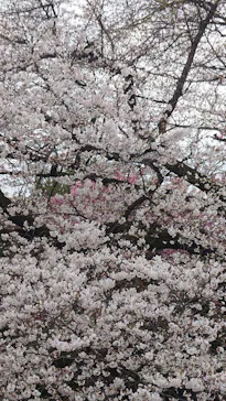 新宿御苑に投稿された画像（2026/3/28）