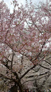 新宿御苑に投稿された画像（2026/3/28）