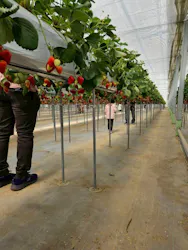 花園いちご園に投稿された画像（2026/3/28）