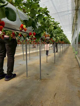 花園いちご園に投稿された画像（2026/3/28）