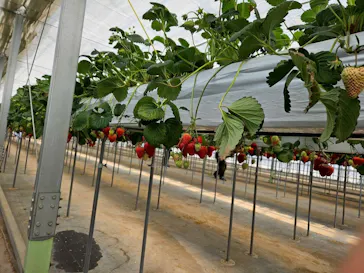 花園いちご園に投稿された画像（2026/3/28）