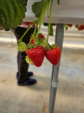 花園いちご園に投稿された画像（2026/3/28）