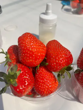 いちごICHIJYU FRUIT FARMに投稿された画像（2026/3/28）