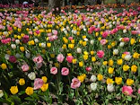 ハウステンボスに投稿された画像（2026/3/29）