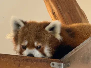 アドベンチャーワールドに投稿された画像（2026/3/28）