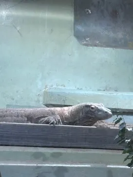 名古屋市東山動植物園に投稿された画像（2026/3/28）