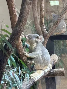名古屋市東山動植物園に投稿された画像（2026/3/28）