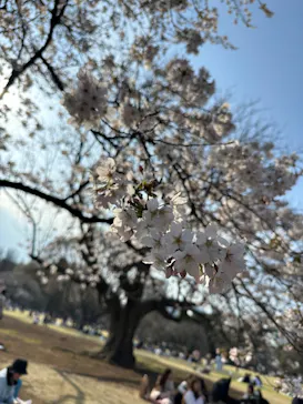 新宿御苑に投稿された画像（2026/3/29）