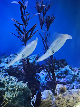 サンシャイン水族館に投稿された画像（2026/3/29）