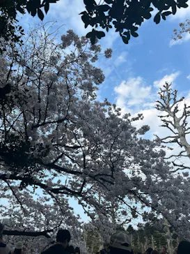 新宿御苑に投稿された画像（2026/3/29）