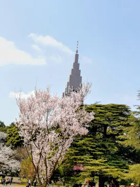 新宿御苑に投稿された画像（2026/3/29）