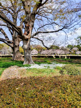 新宿御苑に投稿された画像（2026/3/29）