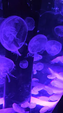 マクセル アクアパーク品川に投稿された画像（2026/3/29）