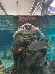 鴨川シーワールドに投稿された画像（2026/3/29）