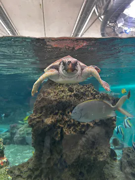 鴨川シーワールドに投稿された画像（2026/3/29）