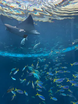 鴨川シーワールドに投稿された画像（2026/3/29）