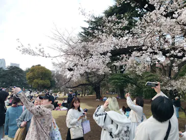 新宿御苑に投稿された画像（2026/3/29）