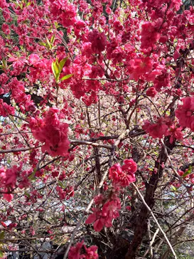 新宿御苑に投稿された画像（2026/3/29）