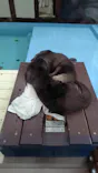 ゼロ距離水族館 伊勢シーパラダイスに投稿された画像（2026/3/29）