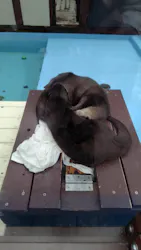 ゼロ距離水族館 伊勢シーパラダイスに投稿された画像（2026/3/29）