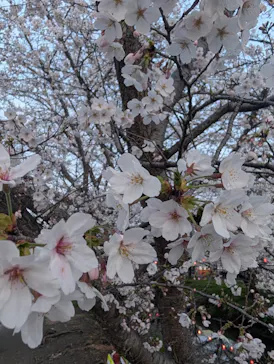 東武動物公園に投稿された画像（2026/3/29）