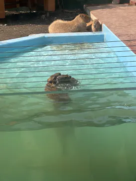 竹島水族館に投稿された画像（2026/3/29）