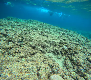 沖縄マリンサービス碧に投稿された画像（2026/3/29）