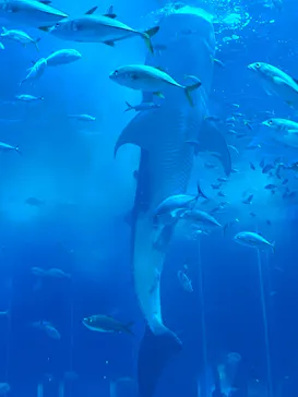 沖縄美ら海水族館に投稿された画像（2026/3/29）