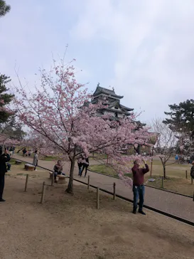 松江城に投稿された画像（2026/3/29）