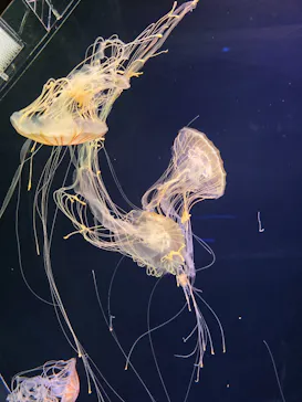 仙台うみの杜水族館に投稿された画像（2026/3/29）