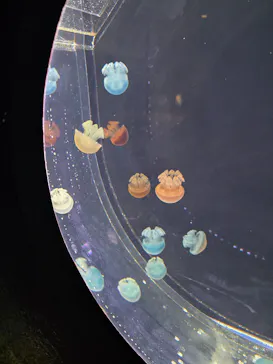 仙台うみの杜水族館に投稿された画像（2026/3/29）