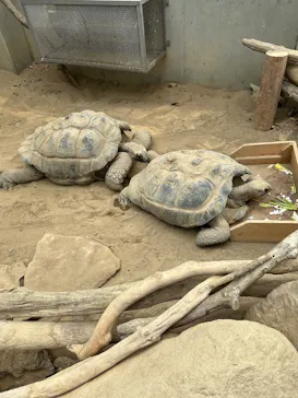 アドベンチャーワールドに投稿された画像（2026/3/29）