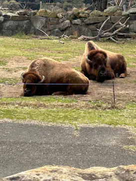 アドベンチャーワールドに投稿された画像（2026/3/29）