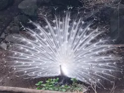 伊豆シャボテン動物公園に投稿された画像（2026/3/29）