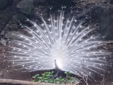 伊豆シャボテン動物公園に投稿された画像（2026/3/29）