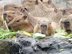 伊豆シャボテン動物公園に投稿された画像（2026/3/29）