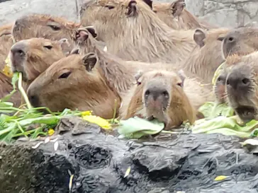 伊豆シャボテン動物公園に投稿された画像（2026/3/29）