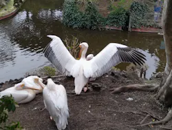 伊豆シャボテン動物公園に投稿された画像（2026/3/29）