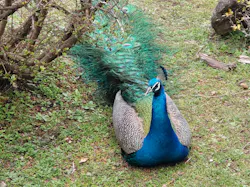 伊豆シャボテン動物公園に投稿された画像（2026/3/29）