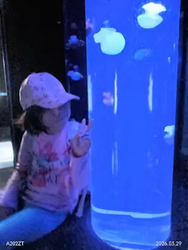 サンシャイン水族館に投稿された画像（2026/3/29）