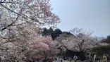 新宿御苑に投稿された画像（2026/3/29）