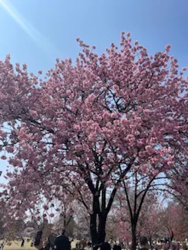 新宿御苑に投稿された画像（2026/3/29）