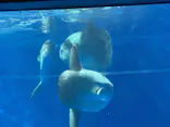 アクアワールド茨城県大洗水族館に投稿された画像（2026/3/29）