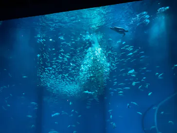 アクアワールド茨城県大洗水族館に投稿された画像（2026/3/29）