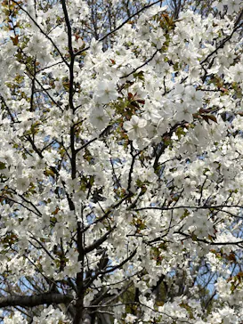 名古屋市東山動植物園に投稿された画像（2026/3/29）