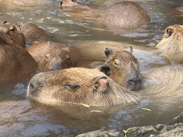 伊豆シャボテン動物公園に投稿された画像（2026/3/29）