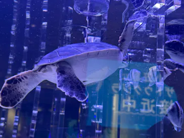 すみだ水族館に投稿された画像（2026/3/29）