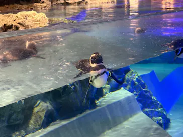 すみだ水族館に投稿された画像（2026/3/29）